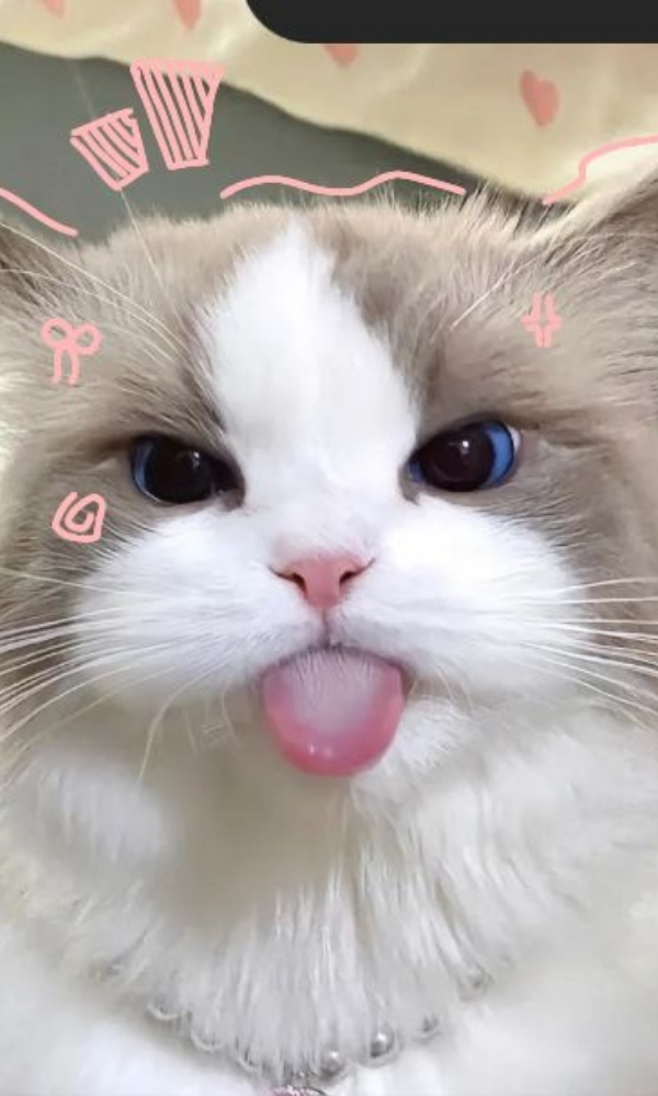 Bé mèo tức giận