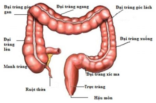 ️ Trực tràng có tác dụng gì?