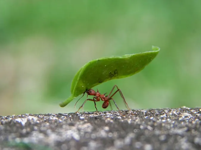 Câu tục ngữ ‘Kiến tha lâu cũng đầy tổ’ có nghĩa là gì?