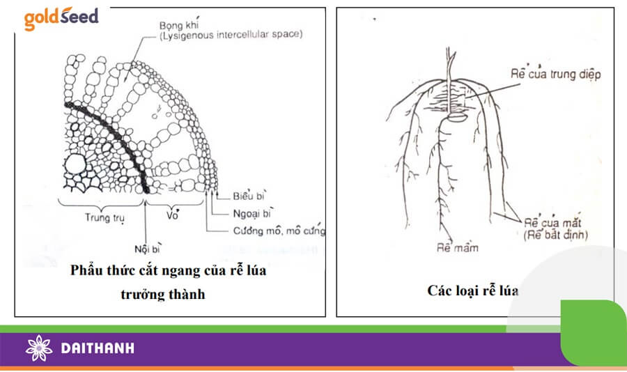 Cơ Chế Phát Triển Của Rễ Lúa