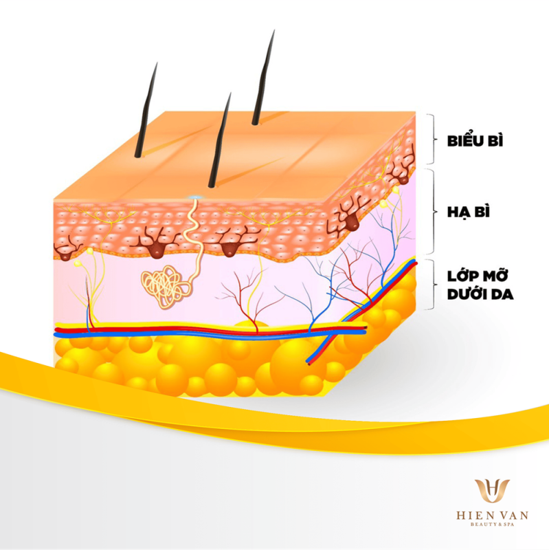 Lớp mỡ dưới da có tác dụng gì?
