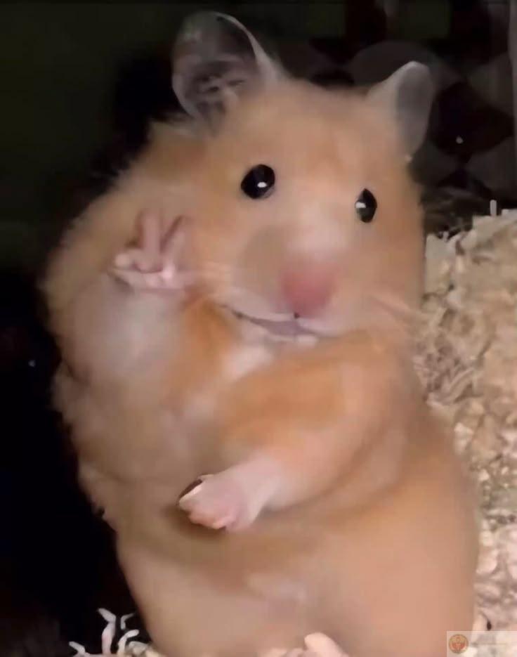 Một loạt ảnh thú vị từ hamster luôn nhận được nhiều lượt yêu thích