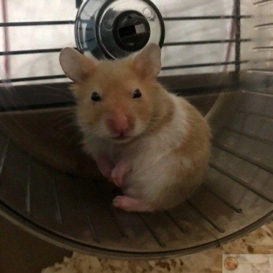 Một loạt ảnh chuột nhỏ được fan yêu thích bởi sự đáng yêu khó cưỡng