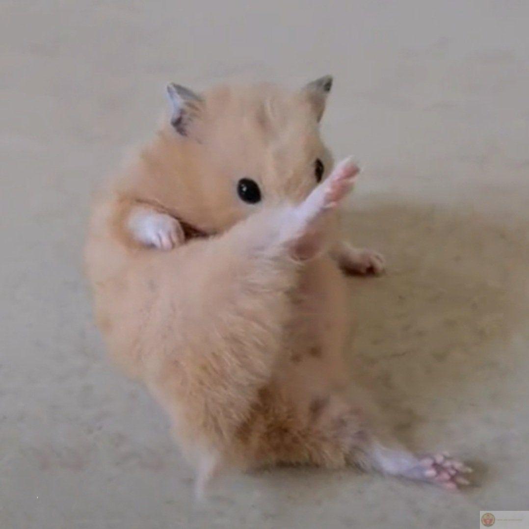 Một bức ảnh hài hước từ hamster có thể khiến cả nhóm cười ngả nghiêng