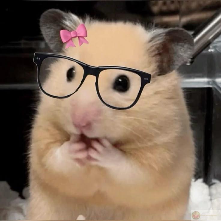 Hình ảnh hài hước từ hamster được yêu thích trong nhiều cuộc trò chuyện