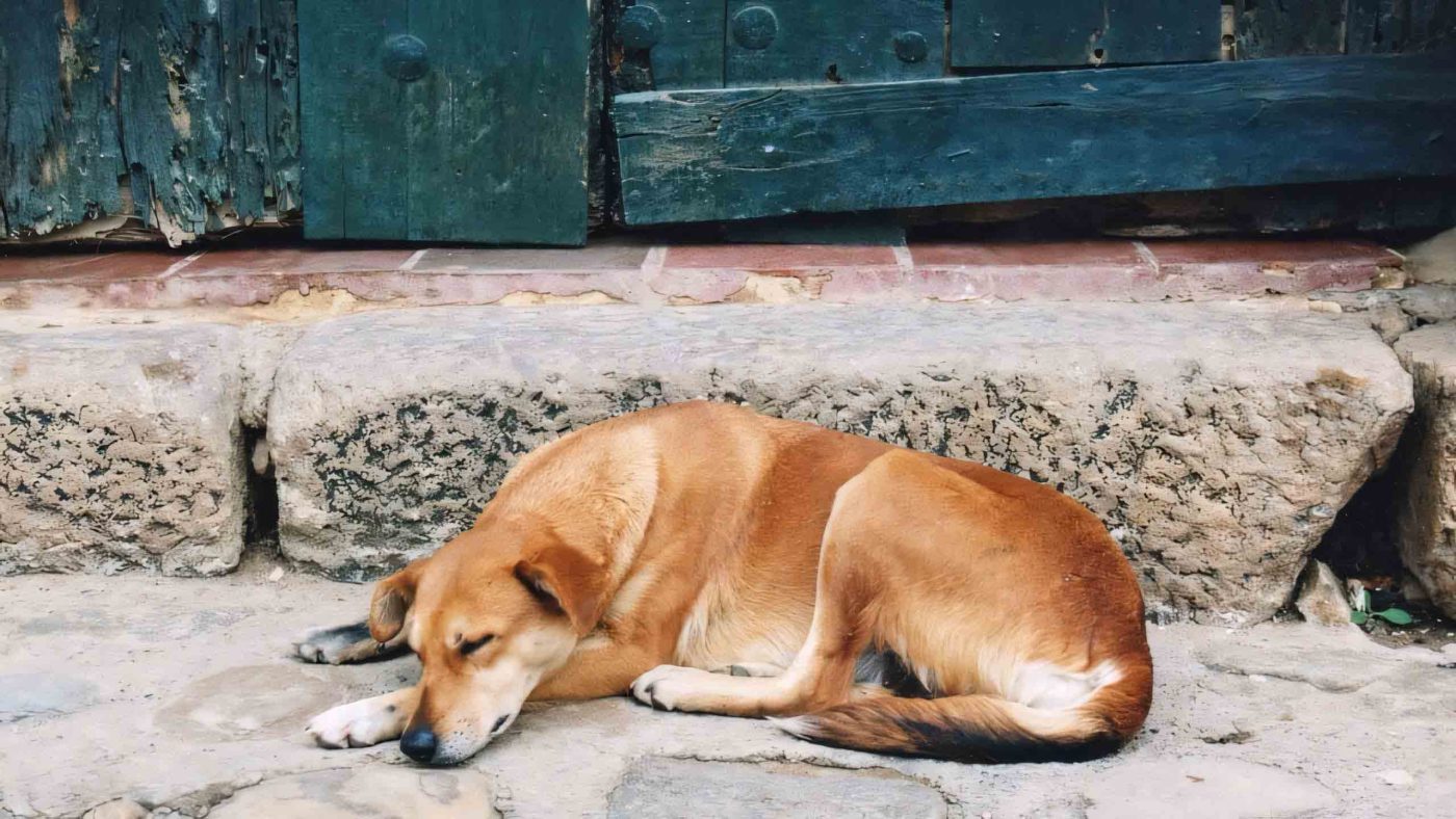 99.000+Ảnh Chó Buồn 🐶💔🥲, Meme Ảnh Con Chó Buồn, Ảnh Chó Khóc
