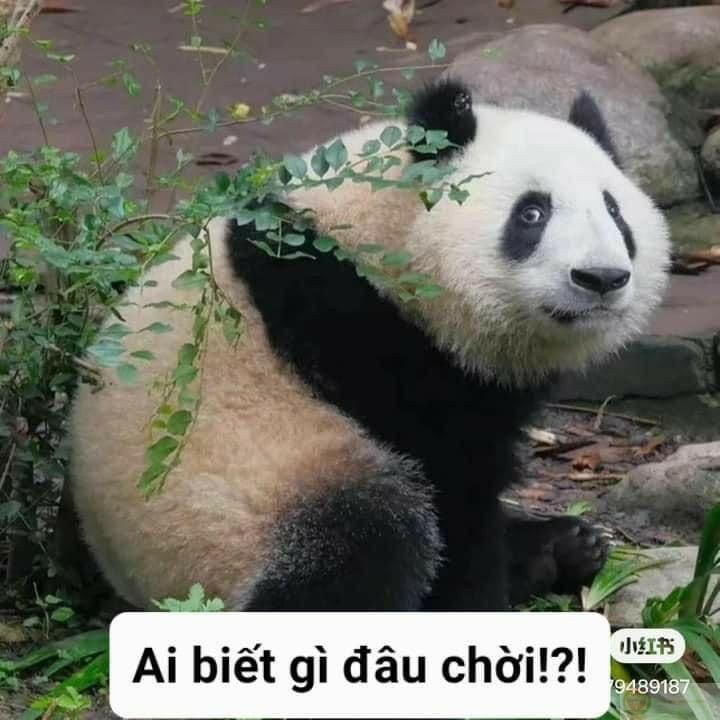 Vẻ ngoài bình thản, bên trong là cuộc nội chiến