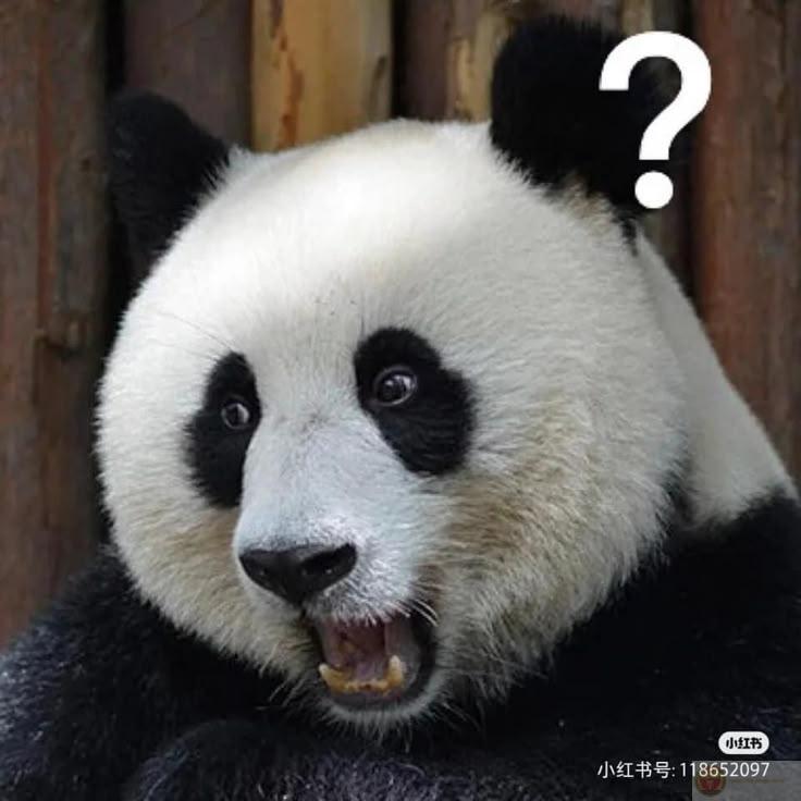 Gấu trúc không dỗi đâu, chỉ là không cần nữa