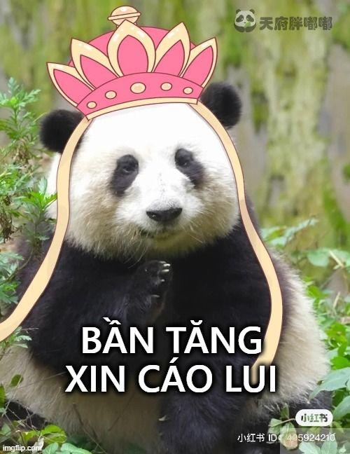 Gấu trúc giỏi nhất là giả vờ không quan tâm