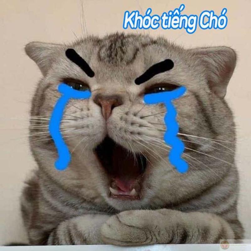 Meme dỗi mèo