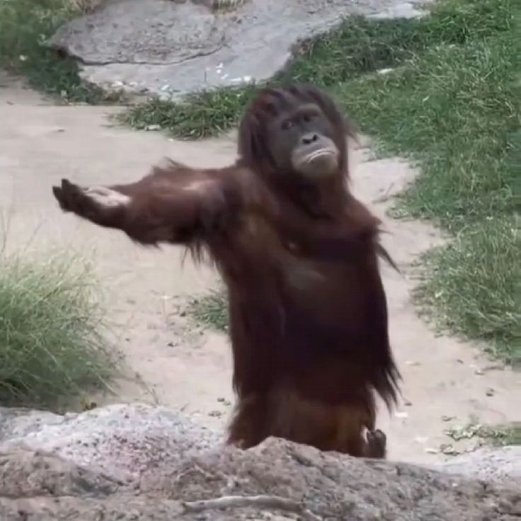Meme monkey