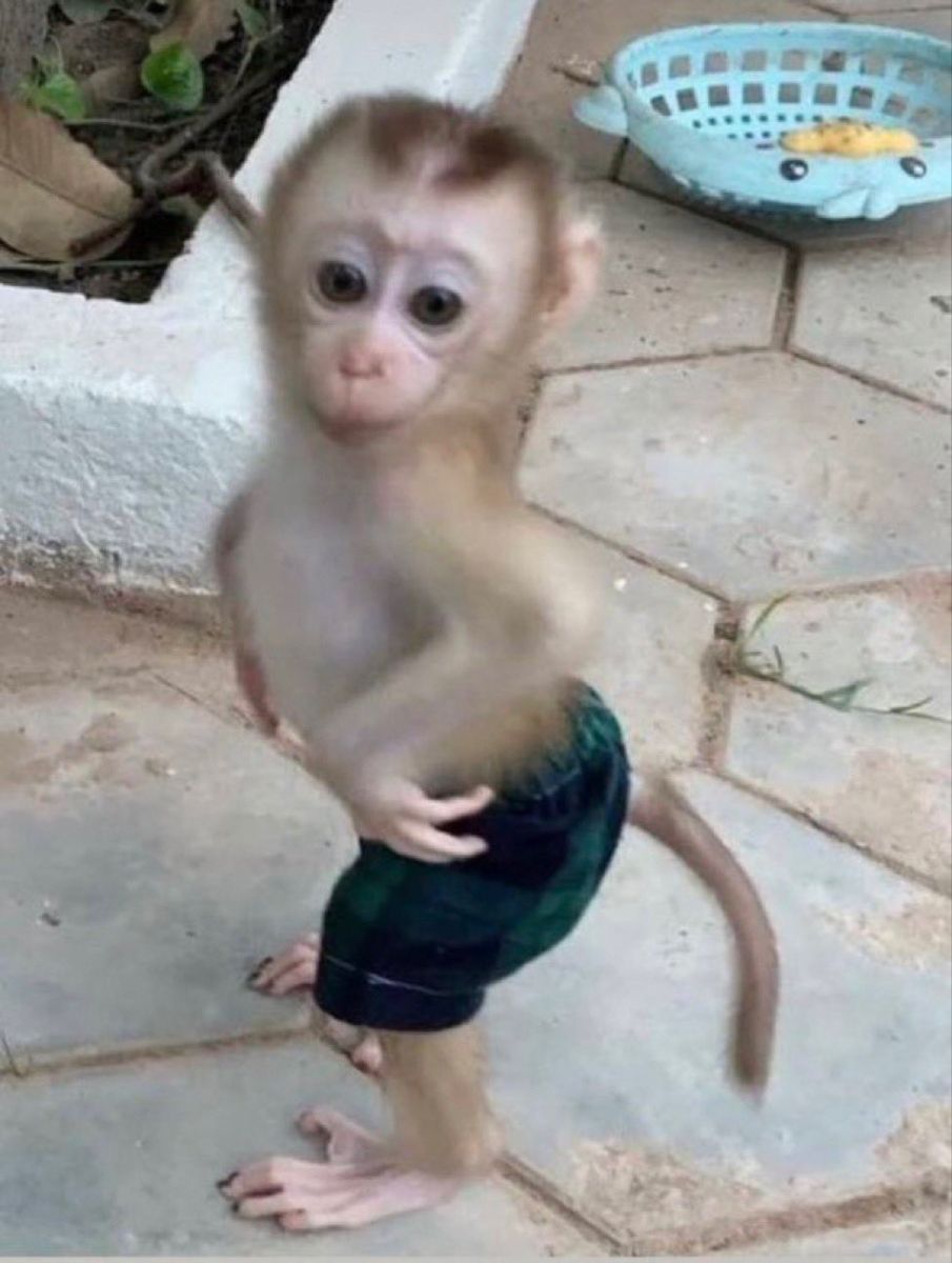 Meme khỉ não teo