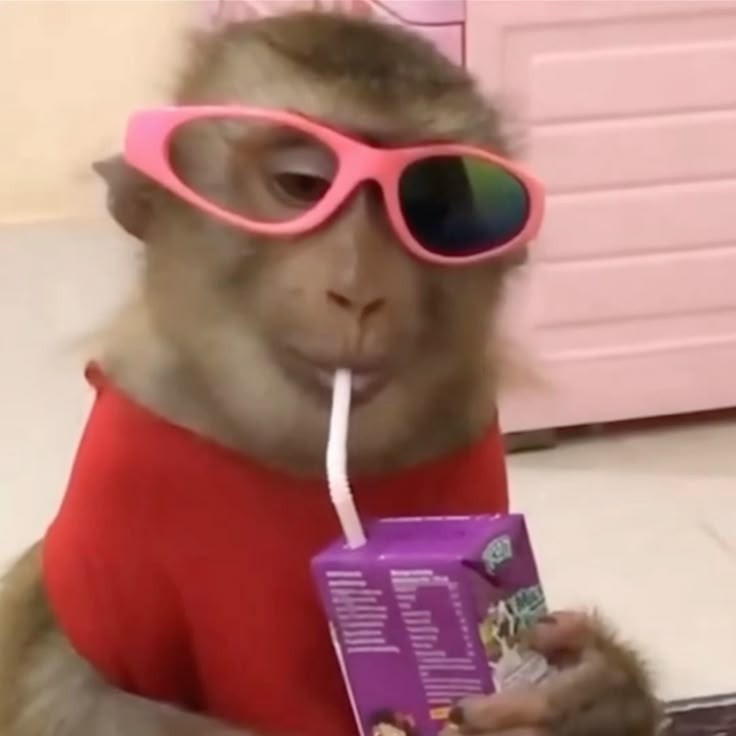 Meme não khỉ