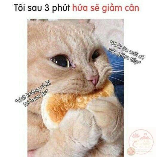 Meme Há Miệng Xin Ăn | TikTok