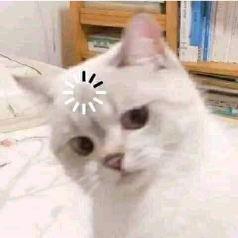 meme mèo loading