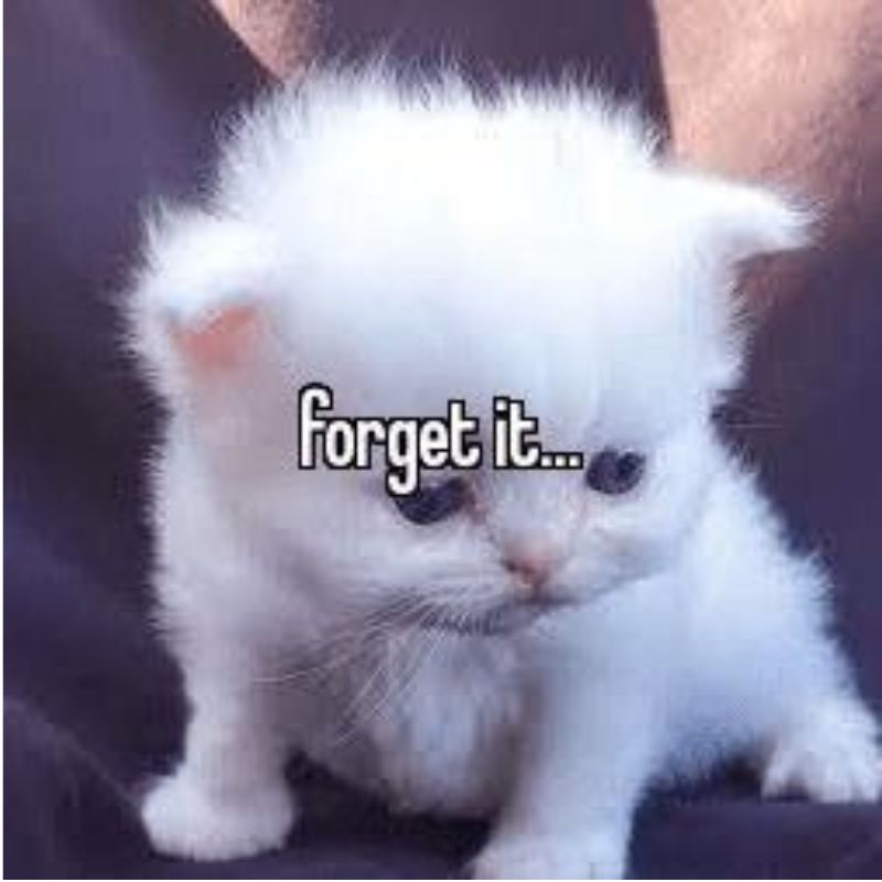 mèo cute meme