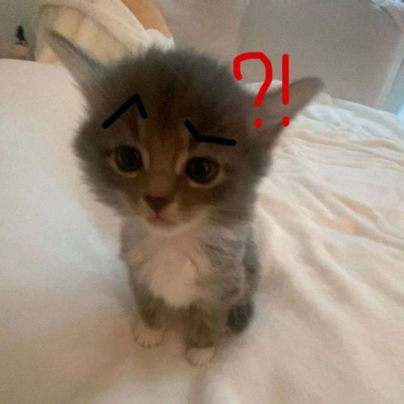 mèo khó hiểu meme