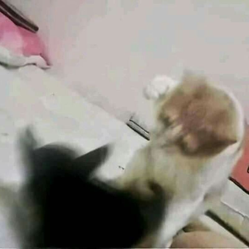 meme mèo đeo kính