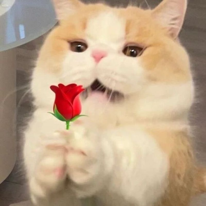 meme mèo an ủi