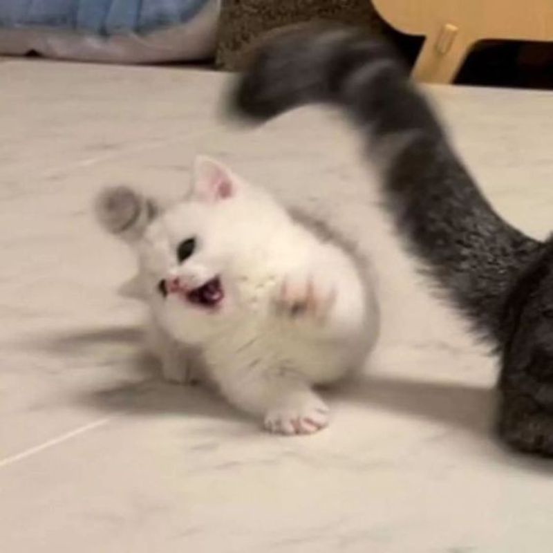 meme mèo con cute