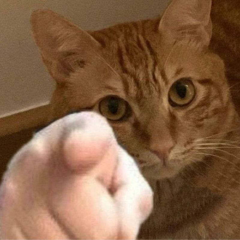 mèo meme bất lực