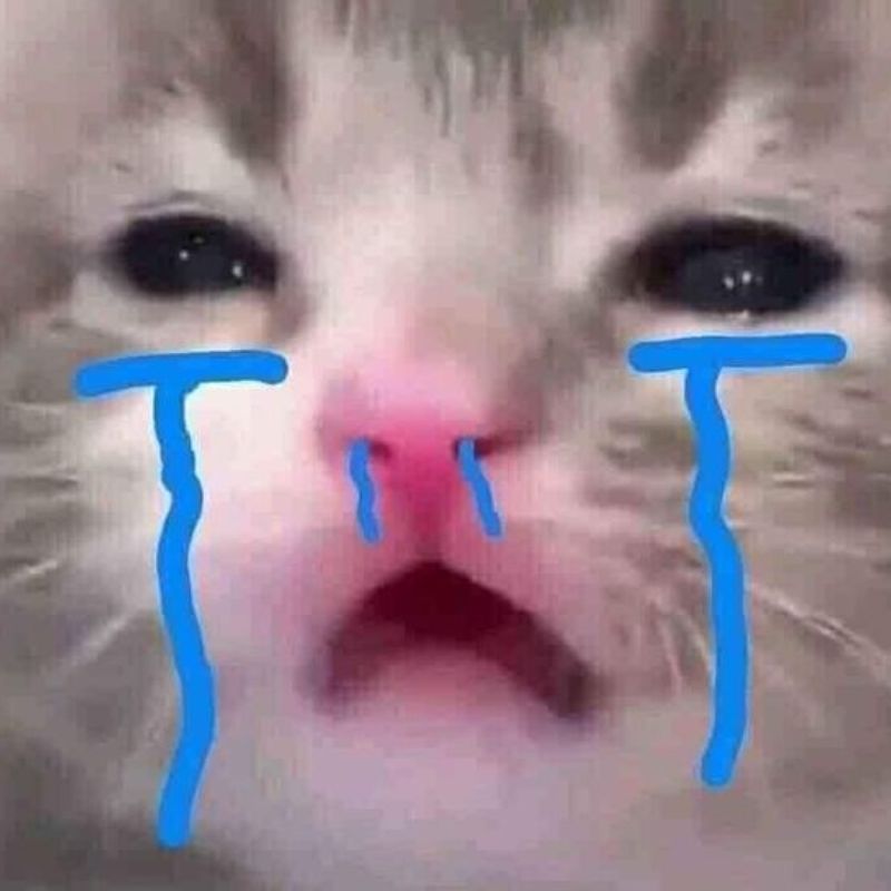 mèo meme cute