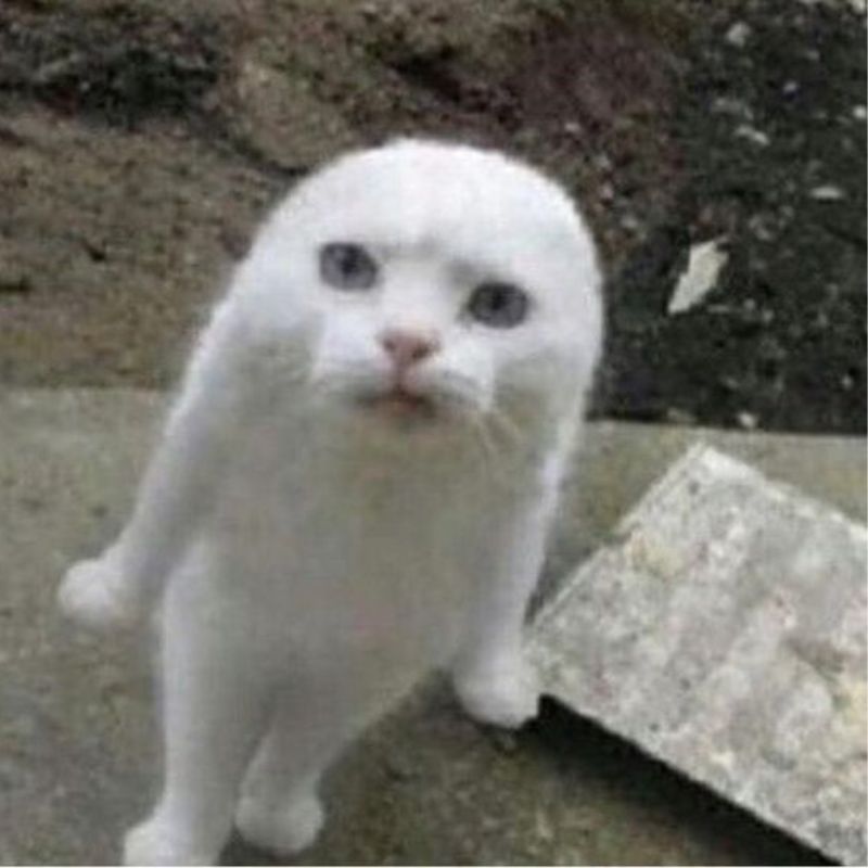mèo tức giận meme