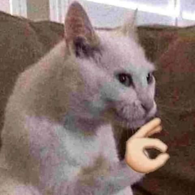 ảnh meme mèo ok