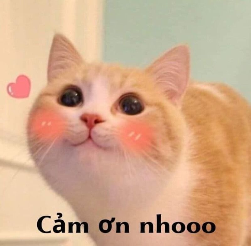 Cảm ơn meme biểu cảm tinh tế
