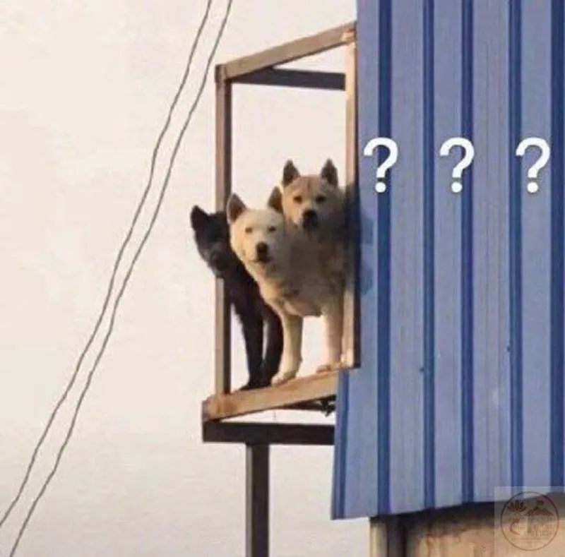 meme mèo hỏi chấm Hình chế ba chú chó hỏi chấm
