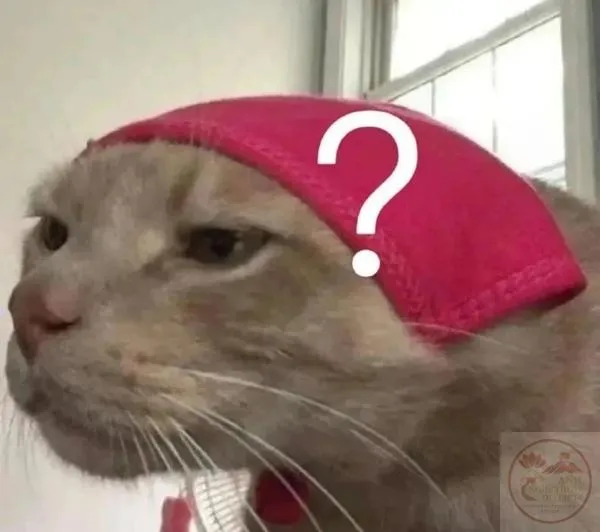 hình ảnh meme chấm hỏi Tấm hình mèo đội khăn đỏ chấm hỏi dễ thương