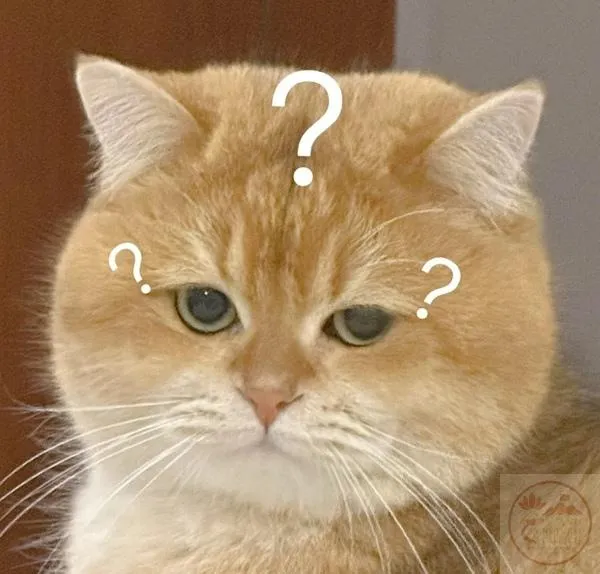 Meme hỏi dấu chấm ngạc nhiên Khoảnh khắc hỏi chấm ngạc nhiên chú mèo vàng
