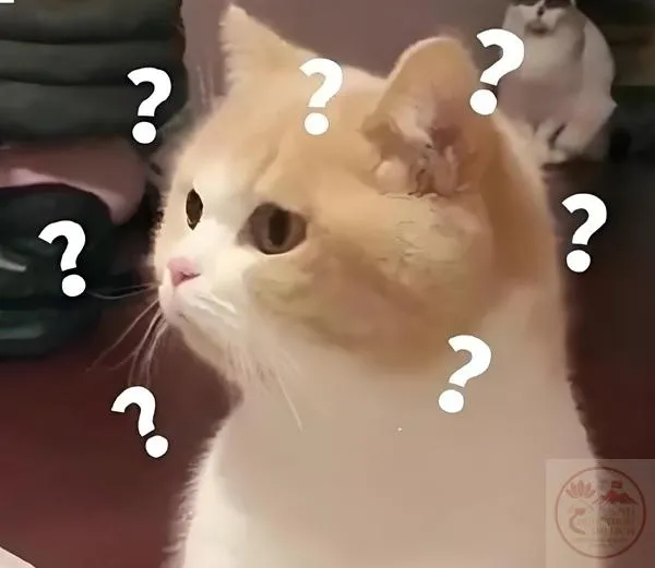 Meme dấu hỏi viral Khoảnh khắc mèo dấu hỏi viral khắp các nền tảng