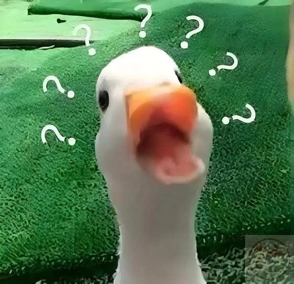 Meme chấm hỏi lạ lùng Vịt biểu cảm chấm hỏi hài