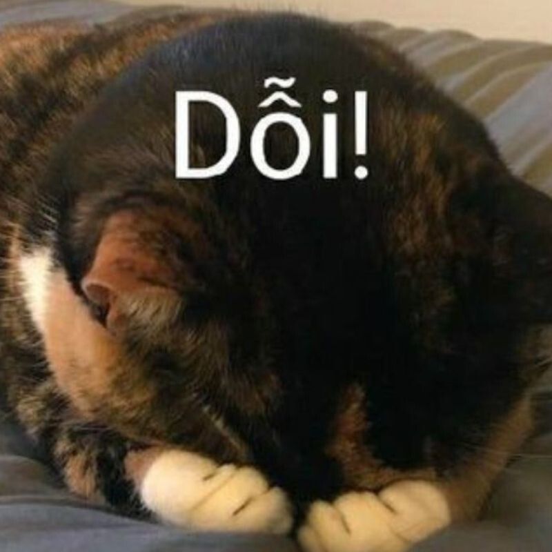 Mèo dỗi