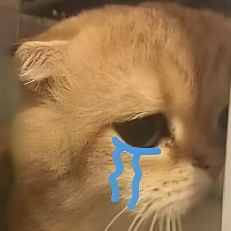 Mèo dỗi