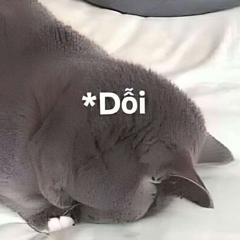 Mèo dỗi