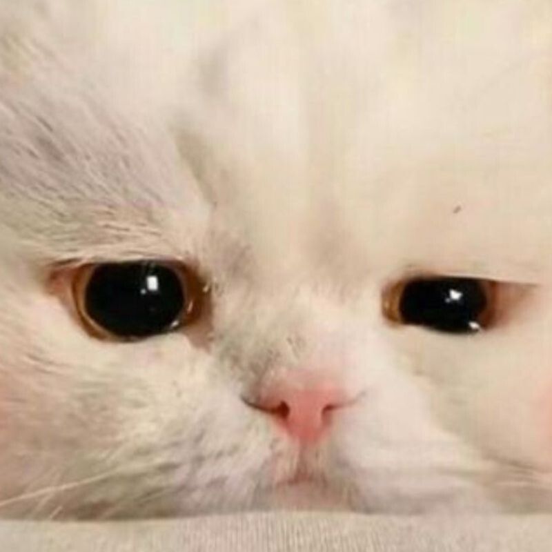 Mèo dỗi