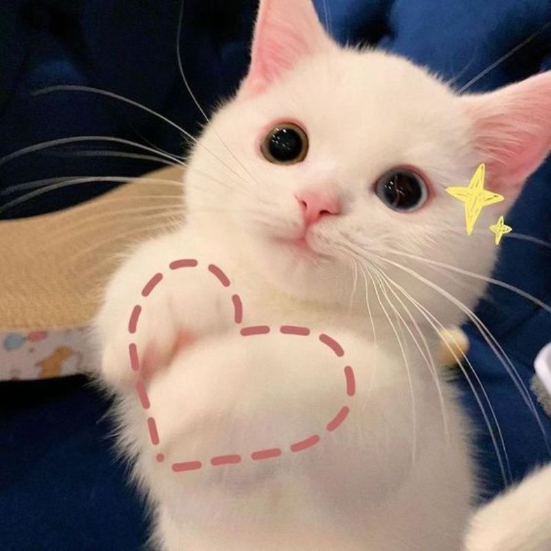 Mèo ăn cá xong giả bộ ngây thơ