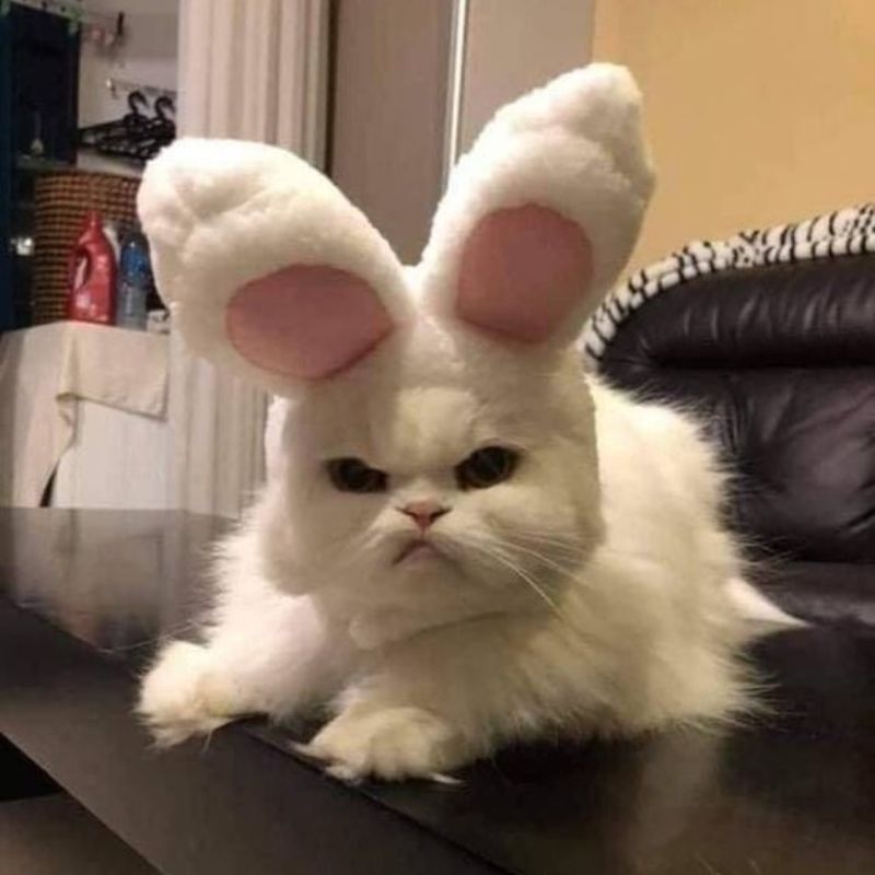 Meme cat giận dữ