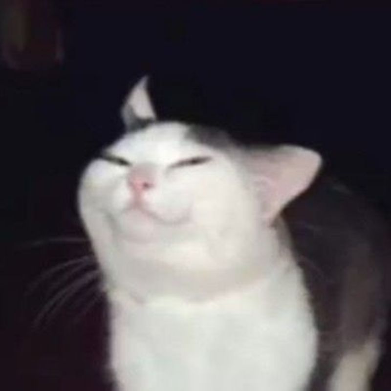 Meme mèo cố lên