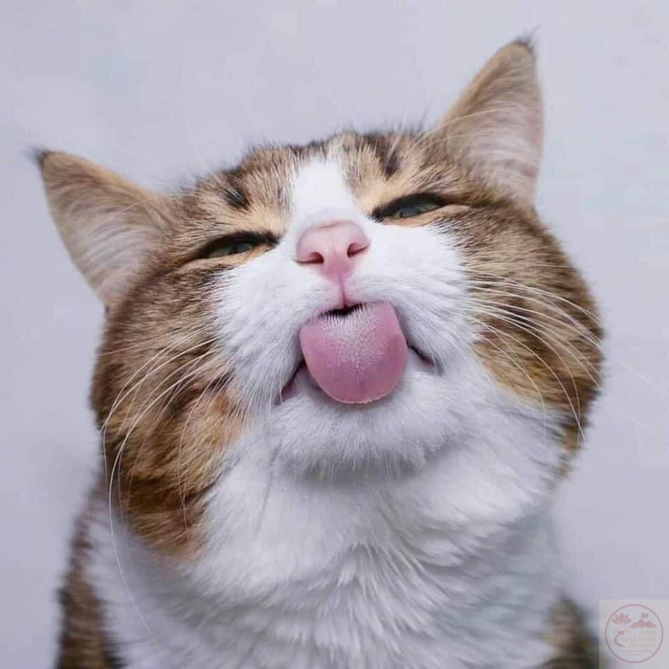 Khám phá bộ sưu tập hài hước với ảnh meme lêu lêu