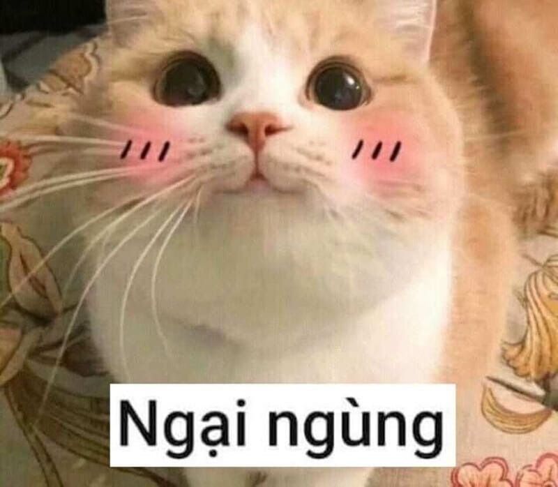 Meme ngại động vật