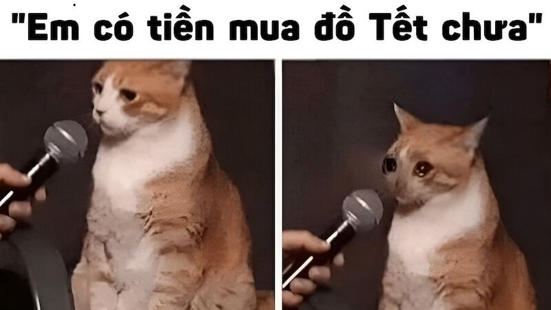 Meme Tết hình mèo