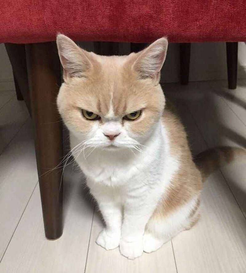 Meme tức giận hình động vật
