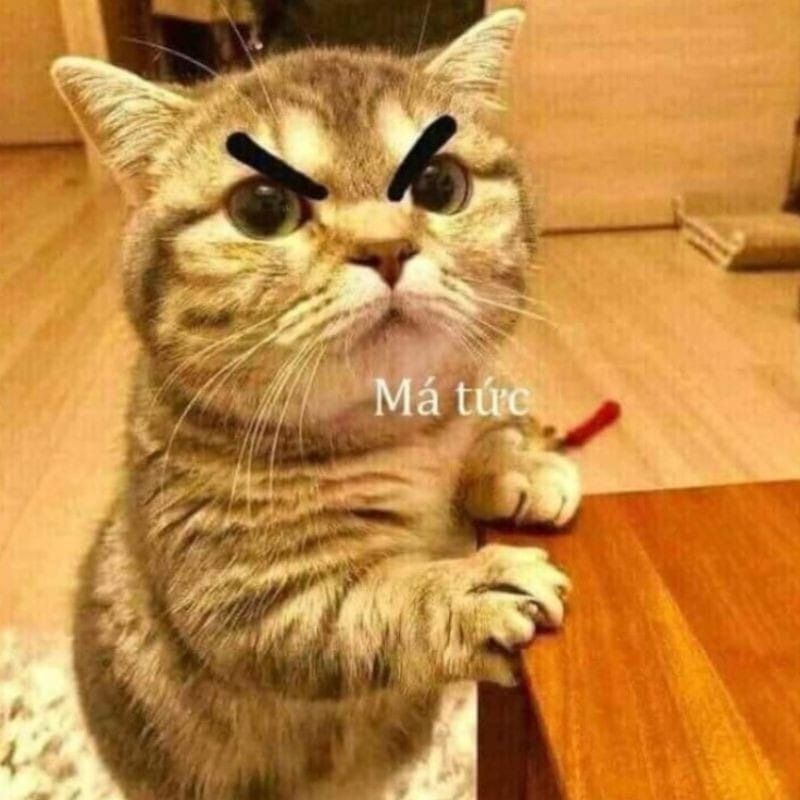 Meme tức giận hình động vật