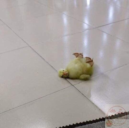 Vịt meme