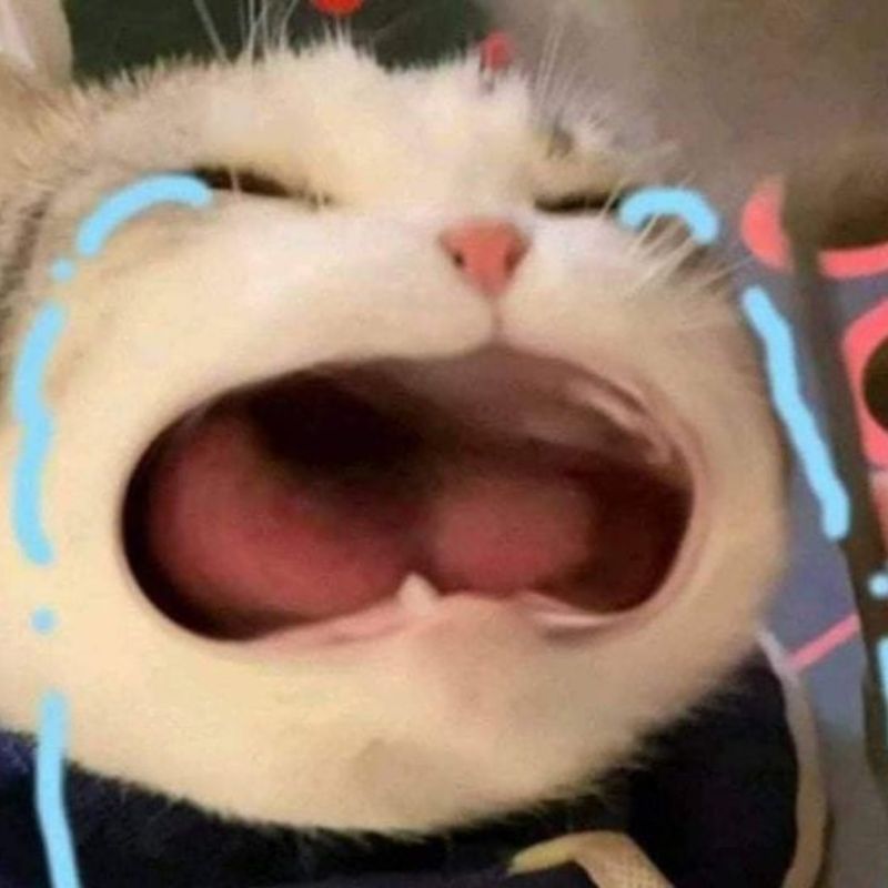 con mèo meme