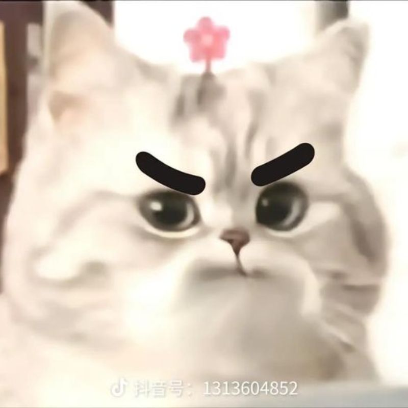 hình nền meme mèo