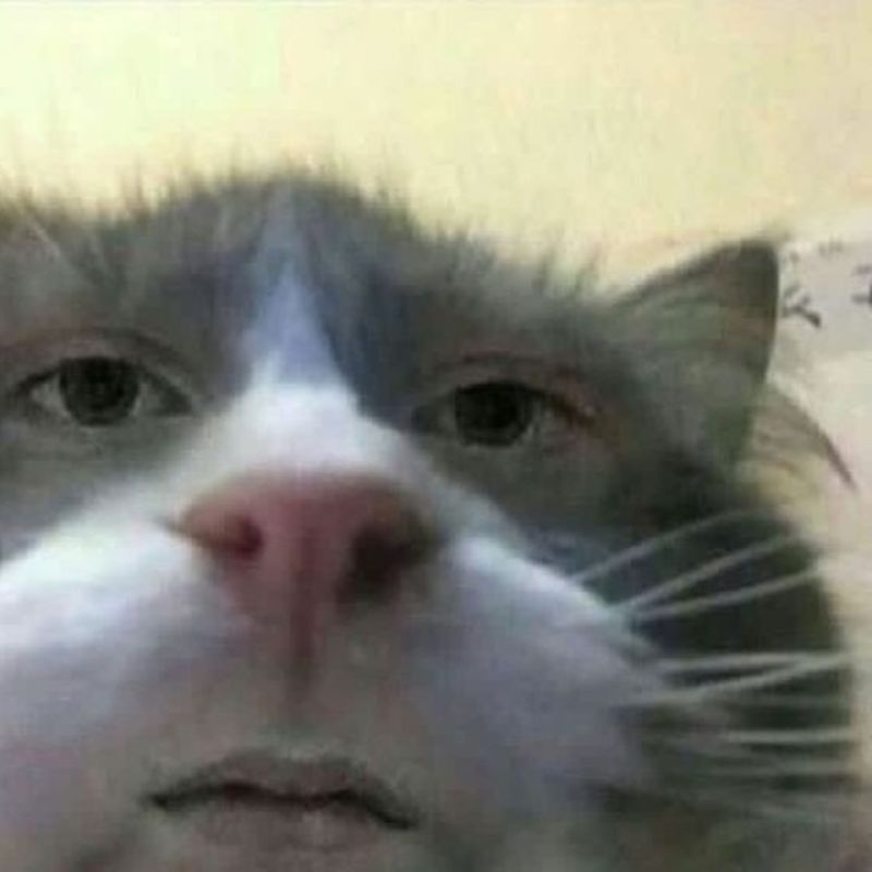 meme mèo bất lực